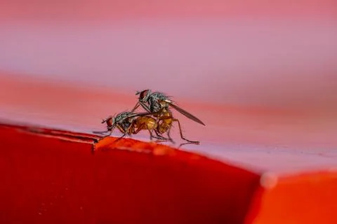 Two flies are fighting on a red surface Stock-Fotos