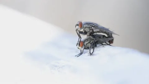 Two flies Stock Footage 200167236
