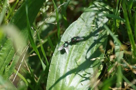Two flies on a leef Fotos Stock