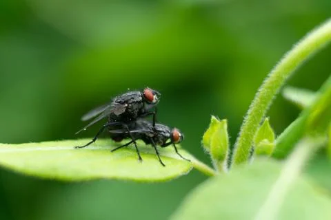 Two flies macro Stock Photos