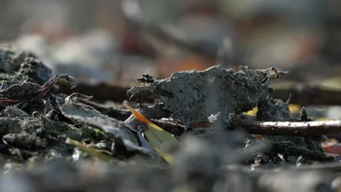 Two Flies Mating on Forest Floor - 4K Macro Slow Motion Vídeos de archivo 335709375