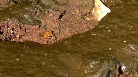 Two flies mating on an island in the middle of a puddle of cow manure Video stock 79598532