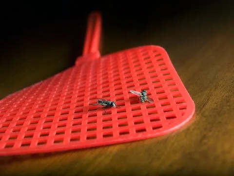 Two flies Stock Photos