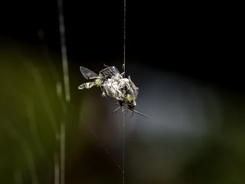 Two flies trapped in a delicate spider web Stock Photos