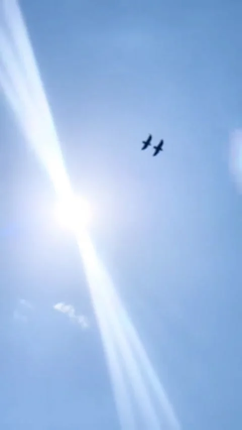 Two Flocks of Birds Flying Under Bright Sunlight Stock Footage 310073188