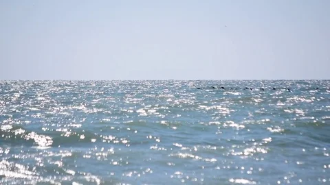 Two flocks of ducks fly over sea or ocean Stock Footage 69760362