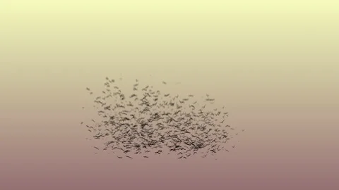 Two flocks of seagulls Stockbeeldmateriaal 145866174