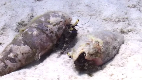 Two Florida Fighting Conchs Explore Sandy Seabed in Afternoon Video stock 324173448