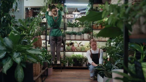 Two Florists Collaborating on Plant Maintenance Stock Footage 330428743
