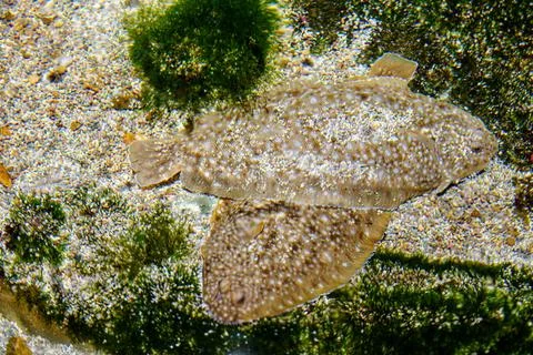 Two flounder fish lie side by side on the ocean floor, surrounded by vibrant  Stock Photos