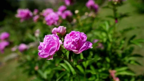 Two flower buds close-up in the garden 動画素材 196281376