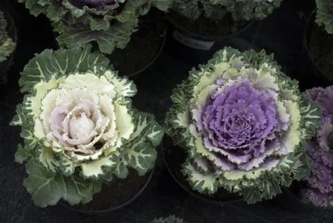 Two flower cabbage Stock Photos