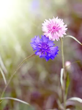 Two flower cornflower backlit Photos