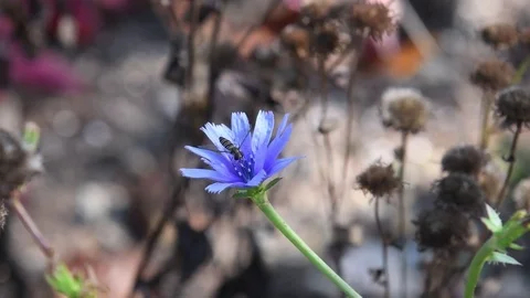 Two flower flies &amp; chicory flower Video stock 83063126