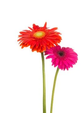 Two flower gerbera Stock Photos