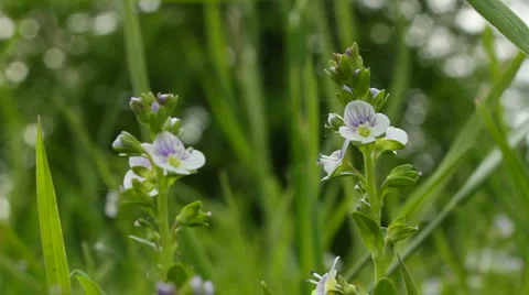 Two flower in the grass Stock Footage 5746144