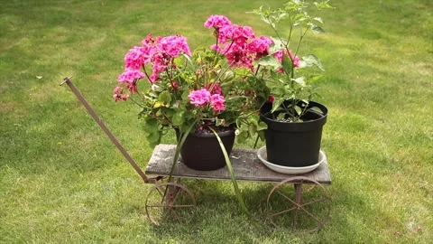 Two flower pots on an old small wagon with a flat surface on grass, pink green Stock Footage 247141859