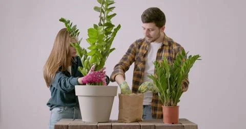 Two flower shop workers show how to properly replant an already mature Stock Footage 229981105