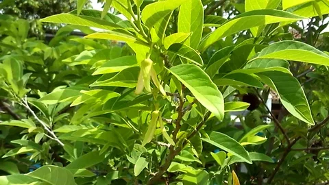 Two flower of sugar apple on the tree. Custard apple. Video stock 121355934