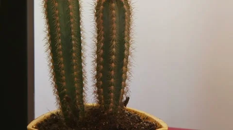 Two flowering cactus Stock Footage 8517649