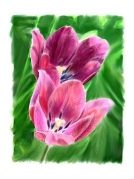 Two flowering tulip Illustrazione stock