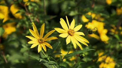Two Flowers and buds HD Stock Footage 12175380