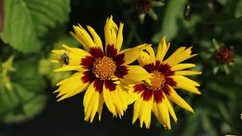 Two flowers and two flies Stock Footage 135130167