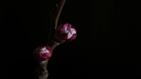 Two flowers of apricot Video stock 72774726