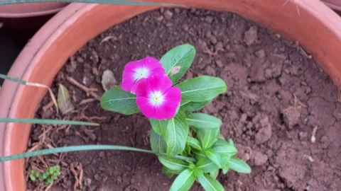 Two flowers bloom on a plant in a pot Stock Footage 234052449