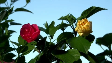Two flowers bloom simultaneously. Time lapse. Video stock 73305619