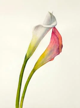 Two flowers calla Stock Illustration