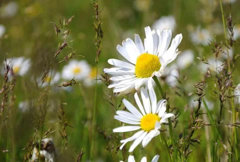 Two flowers of chamomile Stock Photos