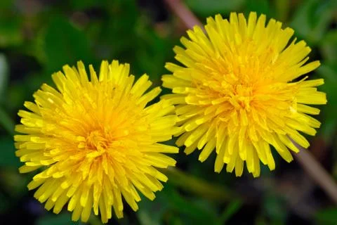 Two flowers of a dandelion Stock Photos