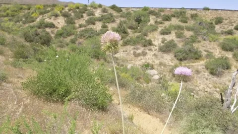 Two Flowers in the Desert Video stock 199532807