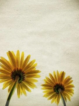 Two flowers Stock Illustration