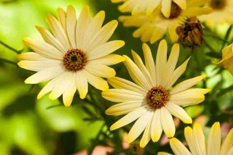 Two flowers Stock Photos