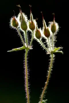 Two flowers 스톡 사진