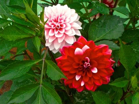 Two flowers Stock Photos