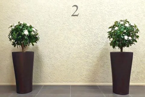 Two flowers in pots. Stock Photos