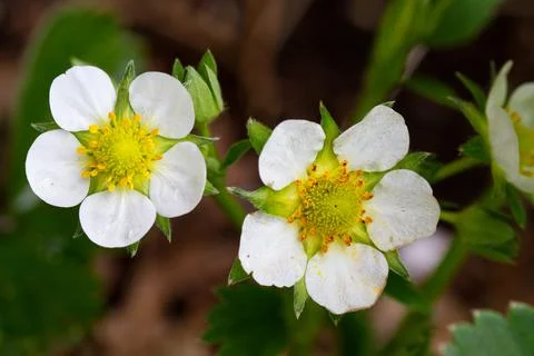 Two flowers of Strawberry Stock Photos