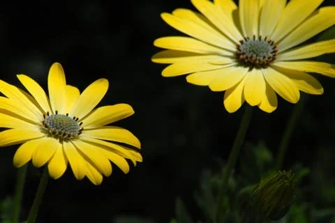 Two flowers under the rays of warm sun Stock-Fotos