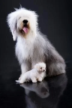 Two Fluffi Dogs Stock Photos
