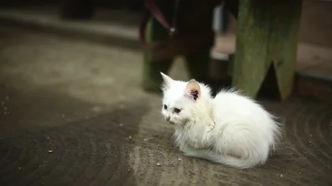 Two fluffy and playfull white kittens sitting outdoors,horizontal video Stock Footage 223020156