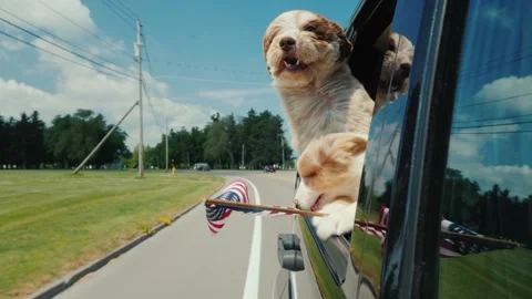 Two fluffy brown and white puppies looking out car window while driving on .. Stock-Footage 334511081