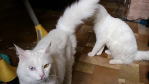 Two fluffy cat walking on the floor for hand female, looking for food, tails up. Stock Footage 80308401