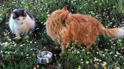 Two fluffy cats in a field of daisies with a food bowl nearby Stock Footage 337126777