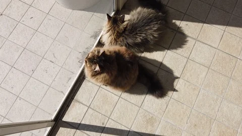 Two fluffy cats at the window, looking in the garden Stock Footage 125914813