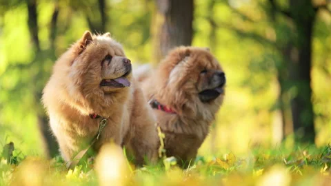Two fluffy Chow Chow dogs walking together in a sunny autumn park. Stock Footage 336325913