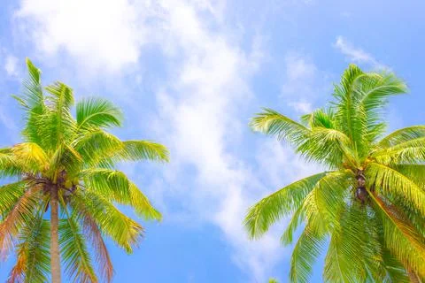Two Fluffy Coconut Trees Blue Sky Background Travel Tourism Asia Copy space Stock Photos