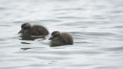 Two fluffy common eider ducklings swimming in calm water in Iceland 4K footage Stock Footage 339919681